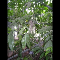 Chamaedorea Oblongata (fam. Arecacees) (Amerique centrale) (2)